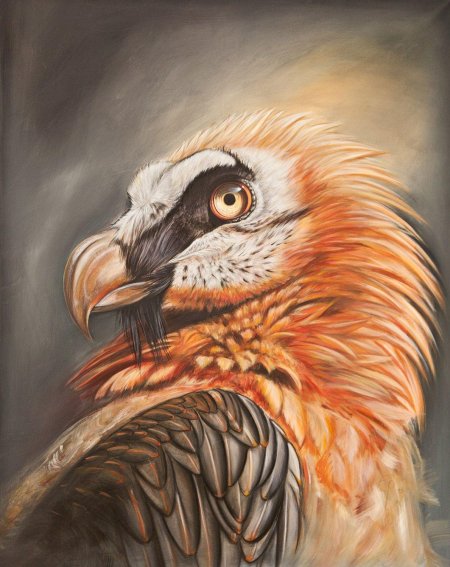 Ягнятник бородач птица