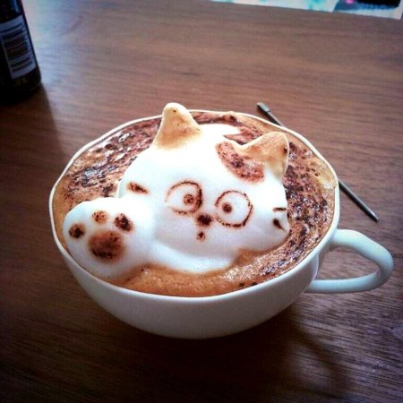 Кот капучино