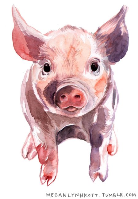 Свинья акварель