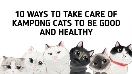 Милые котики рисунки