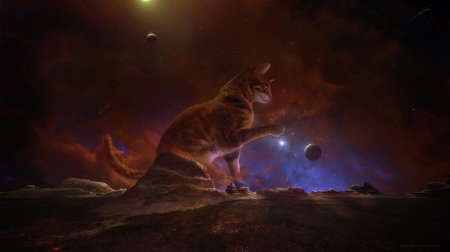 Космические котики