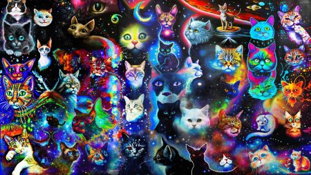Коты вселенная