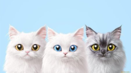 Фон с котиками