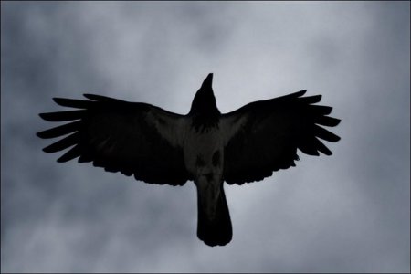 Чëрный ворон