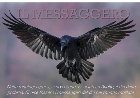 Ворон principalis