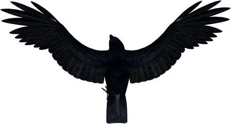 Крылья вороны