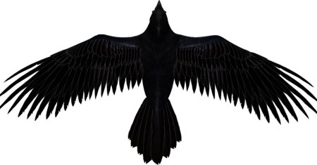 Ворона на прозрачном фоне