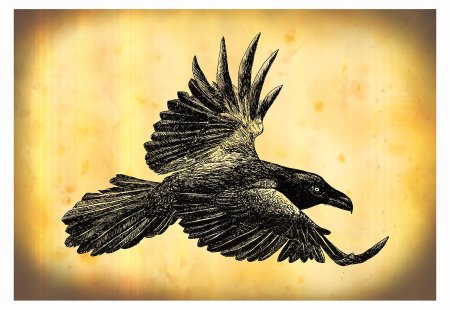 Ворон в полете рисунок