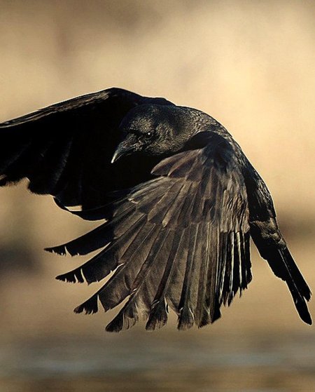 Ворон в полете