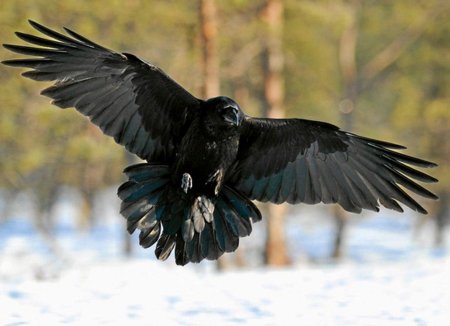 Ворон в полете