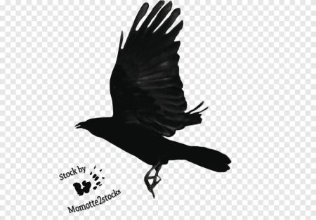 Силуэт вороны