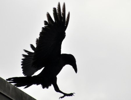 Ворона в полете