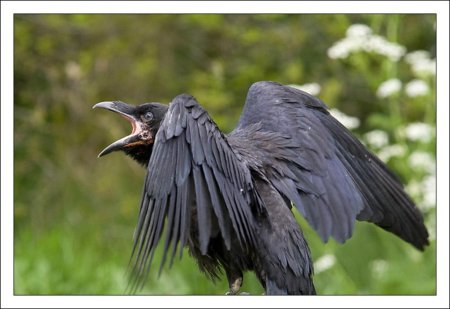 Размах крыльев ворона