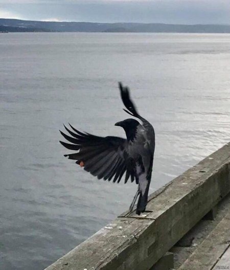 Серая ворона