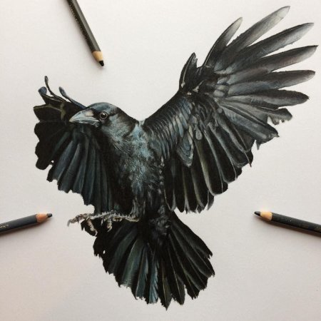 Ворон тату эскиз