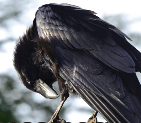 Ворона ворон