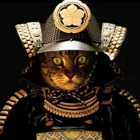 Самурай кот