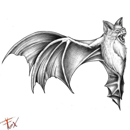 Эскиз летучая мышь