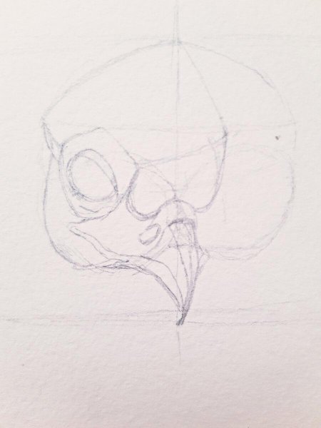 Череп птицы референс