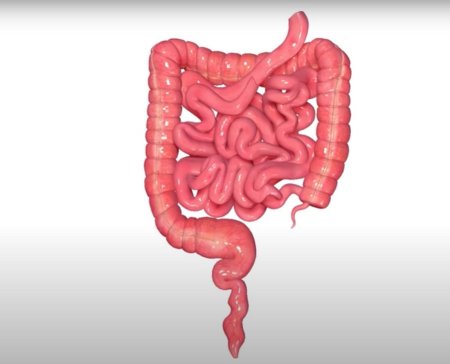 Кишечник человека рисунок