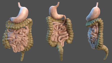 Толстый кишечник анатомия д
