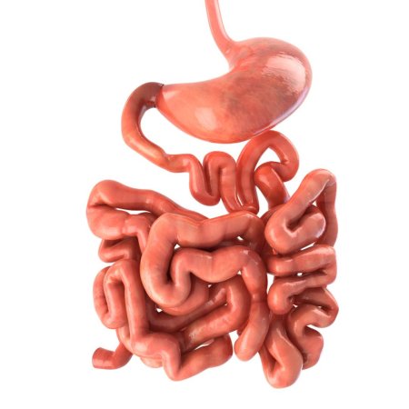 Желудок и кишечник человека