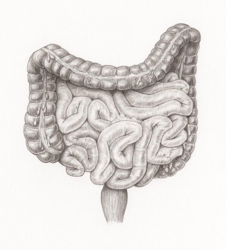 Тонкий кишечник анатомия