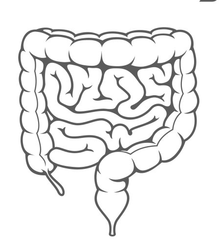 Тонкий кишечник строение анатомия