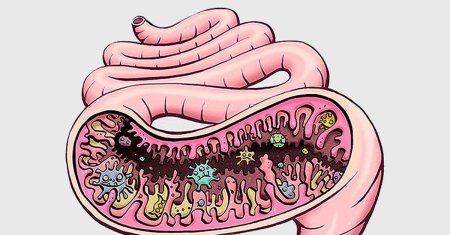 Бактерии микробиота кишечника