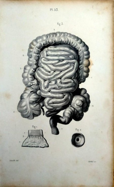 Тонкая кишка анатомия