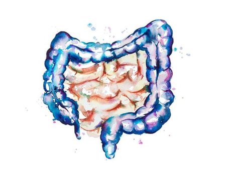 Строение толстого кишечника человека анатомия