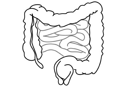 Тонкая кишка