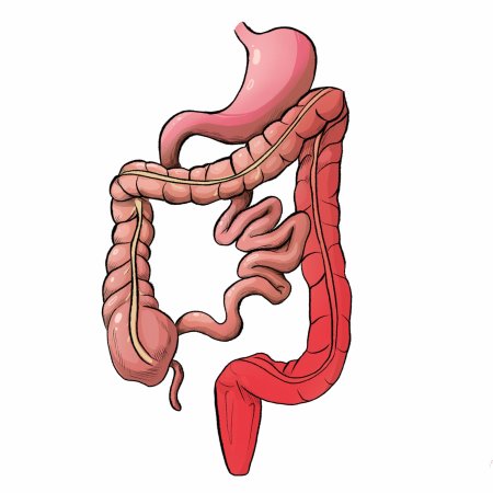 Жкт желудочно-кишечный тракт