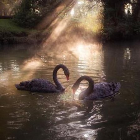 Австралийский черный лебедь