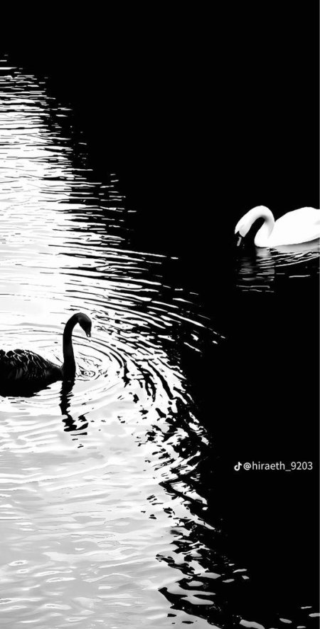 Чëрный лебедь