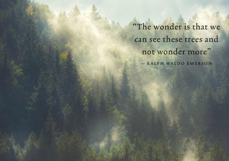 Лес горы туман