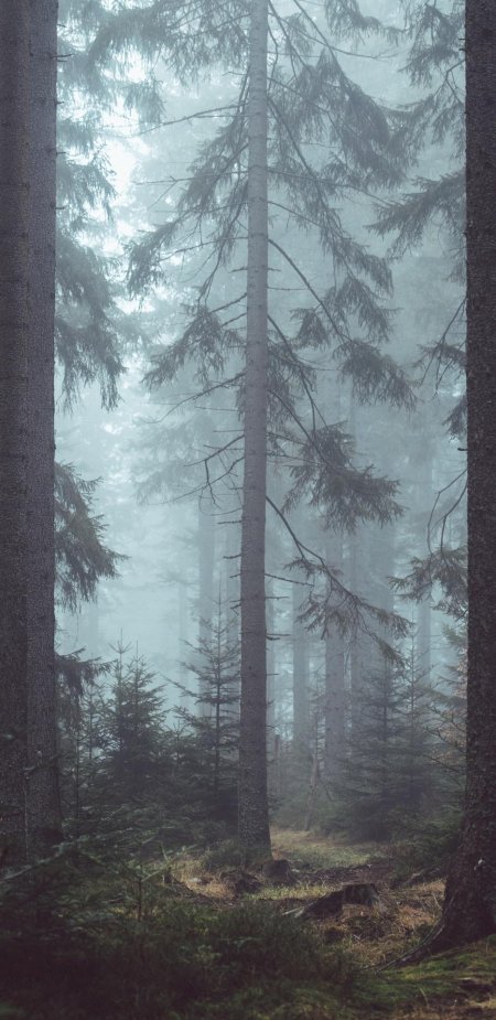 Лес в тумане