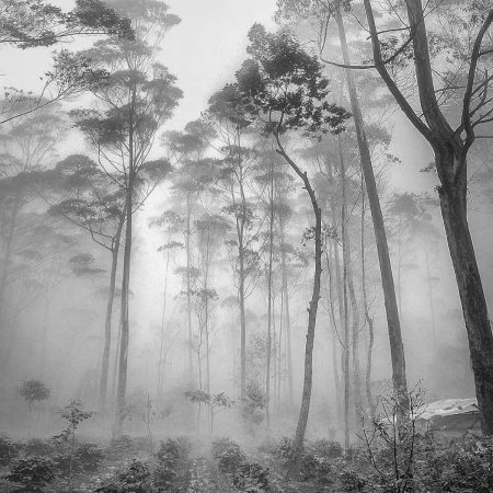 Лес в тумане