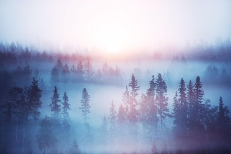 Лес в тумане