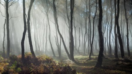 Туманный лес на рабочий стол