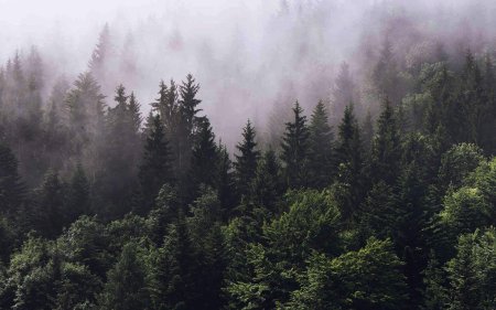 Лес в тумане