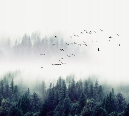 Лес в тумане