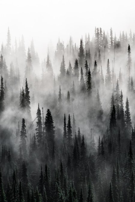 Мисти форест туманный лес