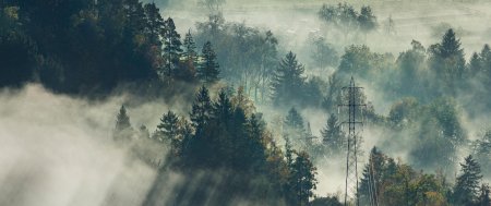 Лес в тумане арт