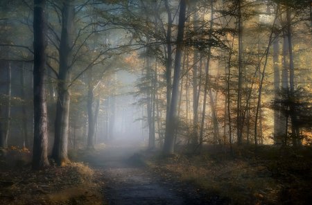 Туман осень