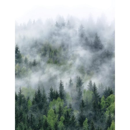 Лес в тумане