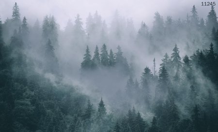 Лес туманный