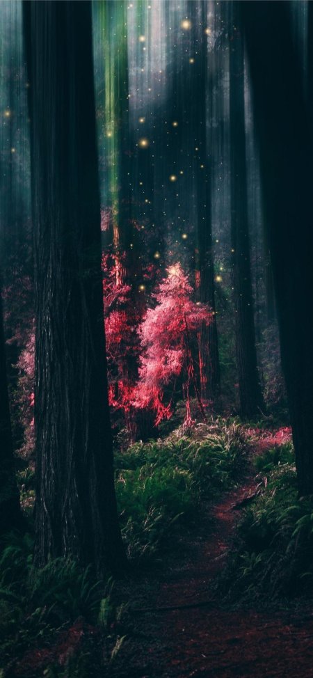 Волшебный лес