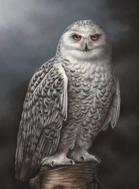 Белая полярная сова