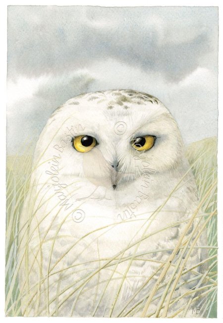 Полярная сова рисунок